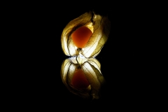 orange (c) Peter Taubert