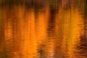 orange (c) Ulrike Kaulfuß