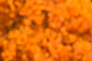 orange (c) Ulrike Kaulfuß
