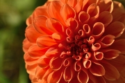 orange (c) Ulrike Kaulfuß