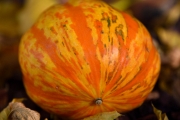 orange (c) Ulrike Kaulfuß