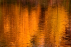 orange (c) Ulrike Kaulfuß