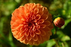 orange (c) Ulrike Kaulfuß