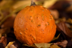 orange (c) Ulrike Kaulfuß