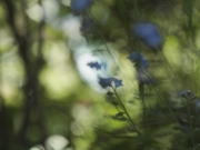 Out of Focus