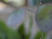 Out of Focus