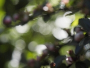Out of Focus