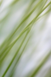 Gras
