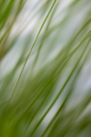 Gras
