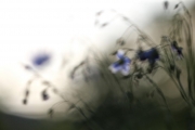 Out of Focus