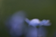 Out of Focus