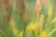 Out of Focus