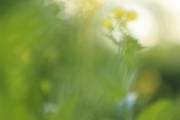 Out of Focus