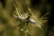 Out of Focus