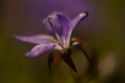 Out of Focus