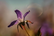 Out of Focus