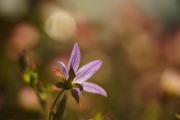 Out of Focus