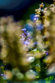 Out of Focus