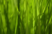 Gras2
