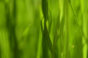 Gras1