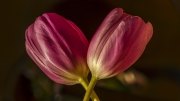 Tulpen