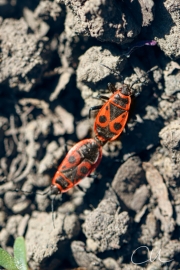 Feuerwanzen