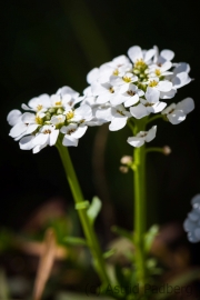 Paarweise weiß 1