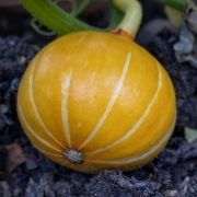 Kleiner gelber Kürbis mit hellen Streifen