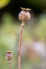 Zwei freigestellte Samenkapseln vom Klatschmohn