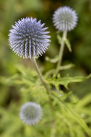 Kugeldistel