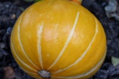 Kleiner gelber Kürbis mit hellen Streifen