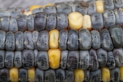 Alte schwarz - gelbe Maisrasse, die bereits von den Inkas kultiviert wurde