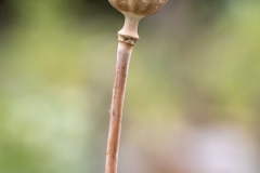 Zwei freigestellte Samenkapseln vom Klatschmohn