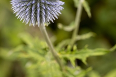 Kugeldistel
