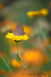 Ringelblumen mit Braunes Ochsenauge (?)