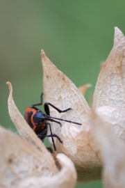 Alter Blütenstand mit Feuerwanze