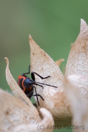 Alter Blütenstand mit Feuerwanze