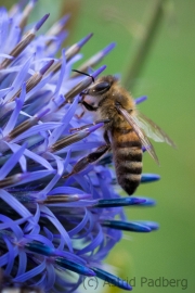 Biene an Kugeldistel