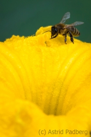 Biene  an Kürbisblüte