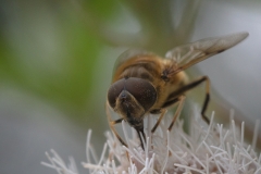 biene_3364_ap_web