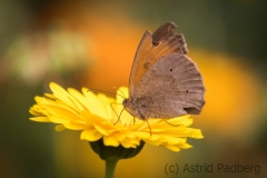 Ringelblumen mit Braunes Ochsenauge (?)