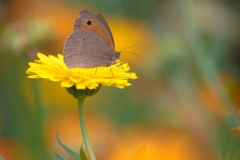Ringelblumen mit Braunes Ochsenauge (?)