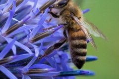 Biene an Kugeldistel