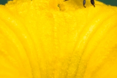 Biene  an Kürbisblüte