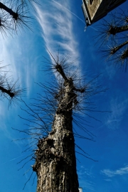 Ein Baum (c) Peter Taubert