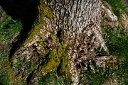 Ein Baum (c) Peter Taubert