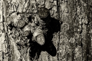 Ein Baum (c) Peter Taubert
