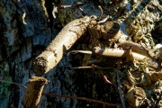 Ein Baum (c) Peter Taubert