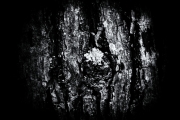 Ein Baum (c) Peter Taubert