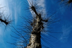 Ein Baum (c) Peter Taubert